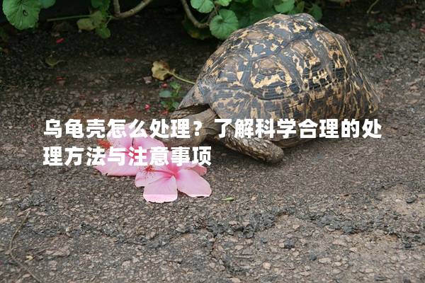 乌龟壳怎么处理？了解科学合理的处理方法与注意事项