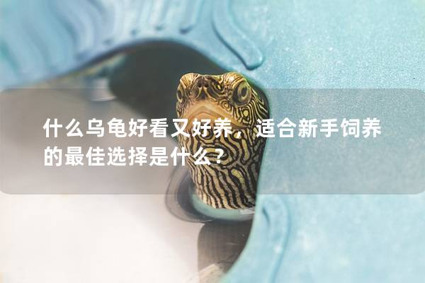 什么乌龟好看又好养，适合新手饲养的最佳选择是什么？