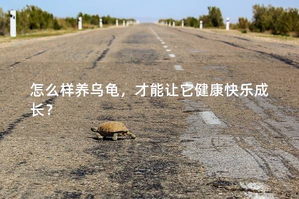 怎么样养乌龟，才能让它健康快乐成长？