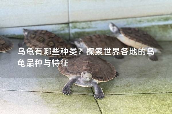 乌龟有哪些种类？探索世界各地的乌龟品种与特征