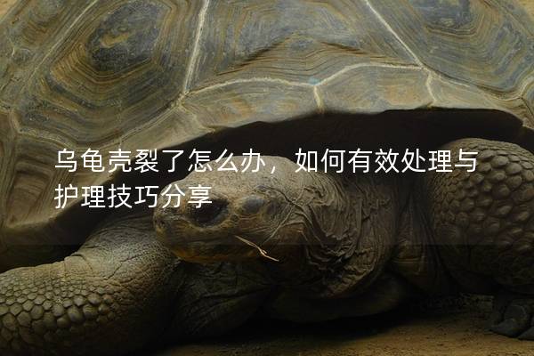 乌龟壳裂了怎么办，如何有效处理与护理技巧分享
