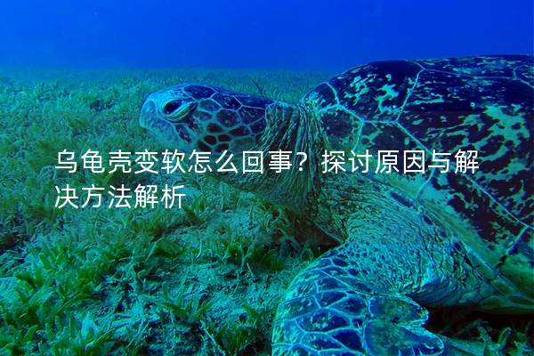 乌龟壳变软怎么回事？探讨原因与解决方法解析