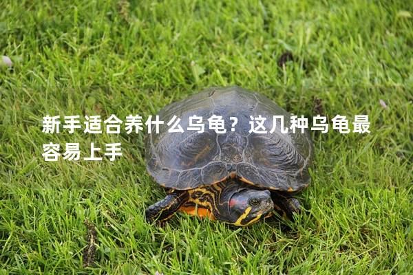 新手适合养什么乌龟？这几种乌龟最容易上手