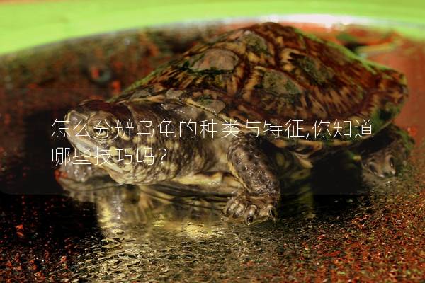 怎么分辨乌龟的种类与特征,你知道哪些技巧吗？