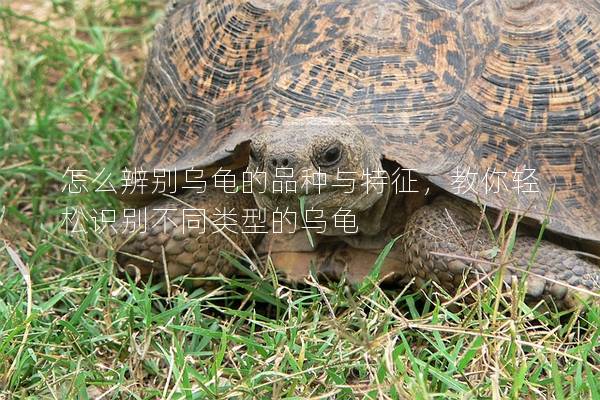 怎么辨别乌龟的品种与特征，教你轻松识别不同类型的乌龟