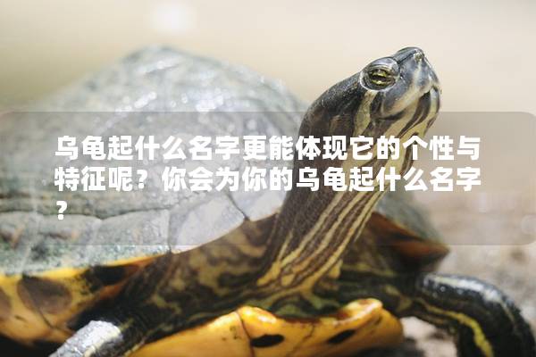 乌龟起什么名字更能体现它的个性与特征呢？你会为你的乌龟起什么名字？