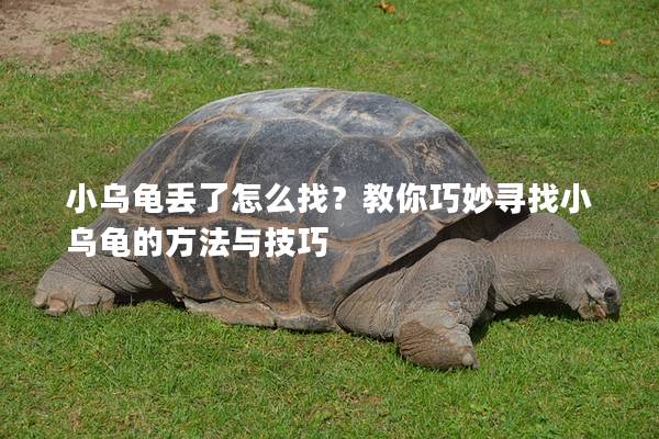小乌龟丢了怎么找？教你巧妙寻找小乌龟的方法与技巧