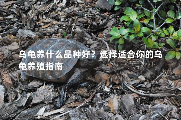 乌龟养什么品种好？选择适合你的乌龟养殖指南