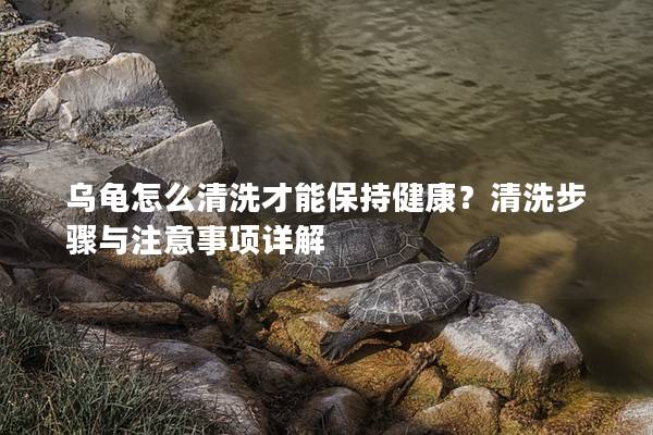 乌龟怎么清洗才能保持健康？清洗步骤与注意事项详解