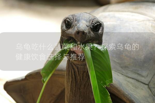 乌龟吃什么蔬菜和水果？探索乌龟的健康饮食选择与推荐