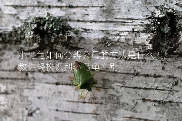 小乌龟如何分辨公母的方法是什么？教你轻松识别小乌龟性别