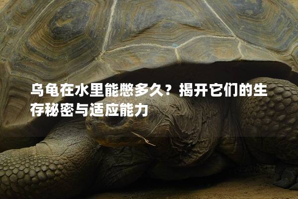 乌龟在水里能憋多久？揭开它们的生存秘密与适应能力