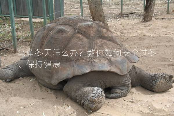 乌龟冬天怎么办？教你如何安全过冬、保持健康