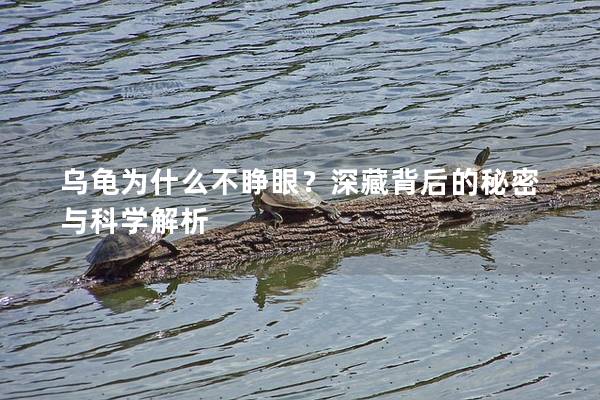 乌龟为什么不睁眼？深藏背后的秘密与科学解析