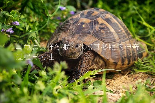 乌龟怎么样冬眠？探秘其冬眠的神奇过程与习性