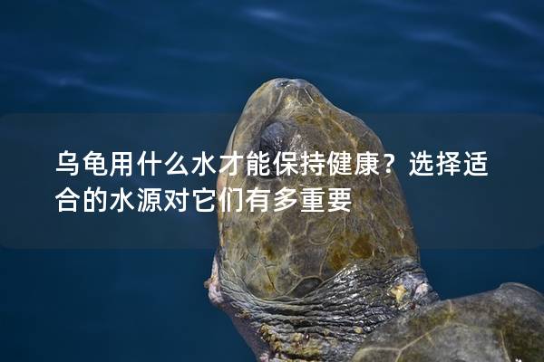 乌龟用什么水才能保持健康？选择适合的水源对它们有多重要