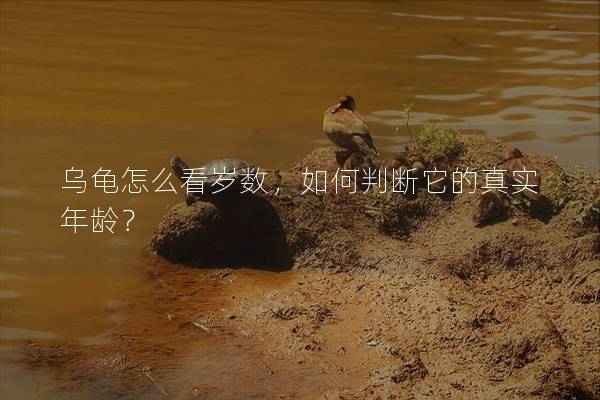 乌龟怎么看岁数，如何判断它的真实年龄？