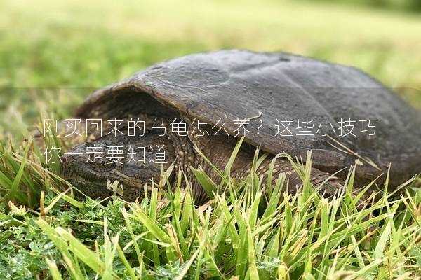 刚买回来的乌龟怎么养？这些小技巧你一定要知道