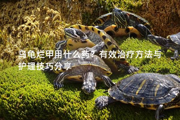 乌龟烂甲用什么药？有效治疗方法与护理技巧分享