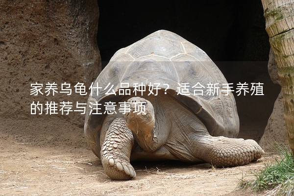 家养乌龟什么品种好？适合新手养殖的推荐与注意事项