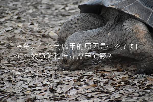 乌龟为什么会腐甲的原因是什么？如何有效预防和治疗腐甲问题？