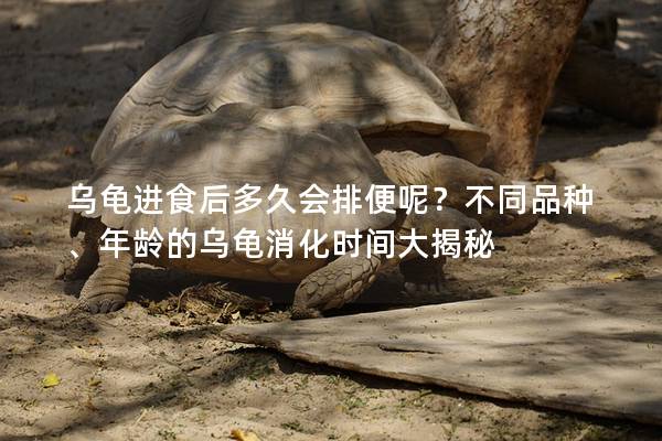 乌龟进食后多久会排便呢？不同品种、年龄的乌龟消化时间大揭秘