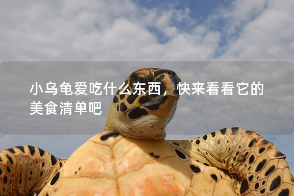 小乌龟爱吃什么东西，快来看看它的美食清单吧