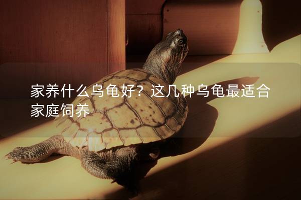 家养什么乌龟好？这几种乌龟最适合家庭饲养