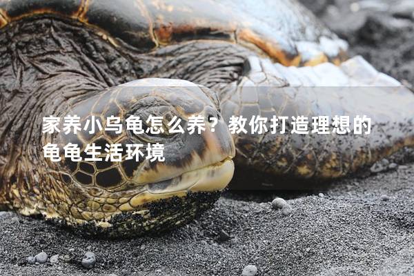 家养小乌龟怎么养？教你打造理想的龟龟生活环境