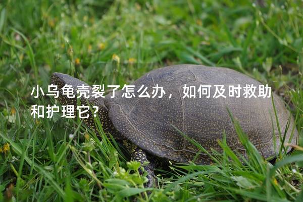 小乌龟壳裂了怎么办，如何及时救助和护理它？