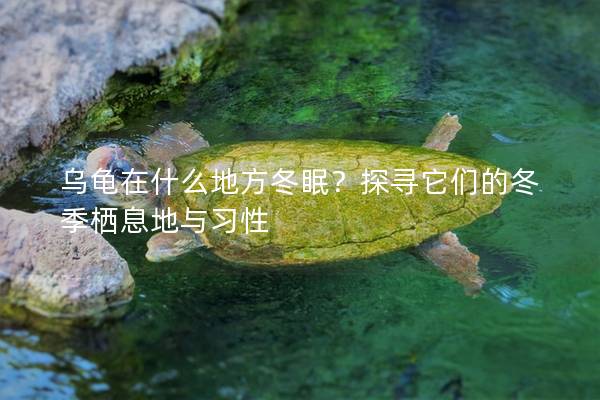 乌龟在什么地方冬眠？探寻它们的冬季栖息地与习性