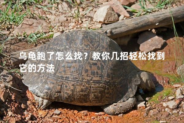 乌龟跑了怎么找？教你几招轻松找到它的方法
