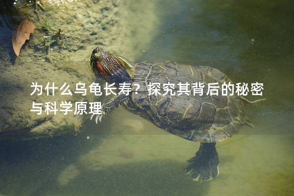 为什么乌龟长寿？探究其背后的秘密与科学原理