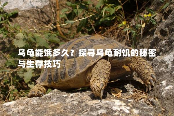 乌龟能饿多久？探寻乌龟耐饥的秘密与生存技巧