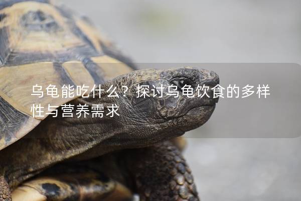乌龟能吃什么？探讨乌龟饮食的多样性与营养需求