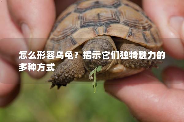 怎么形容乌龟？揭示它们独特魅力的多种方式