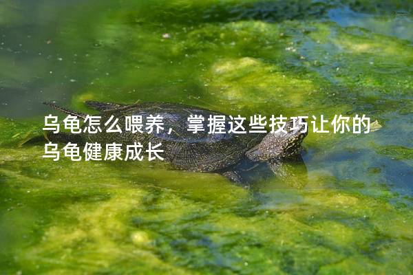 乌龟怎么喂养，掌握这些技巧让你的乌龟健康成长