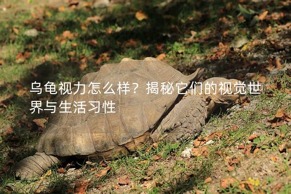 乌龟视力怎么样？揭秘它们的视觉世界与生活习性