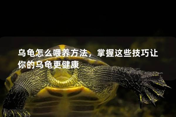 乌龟怎么喂养方法，掌握这些技巧让你的乌龟更健康