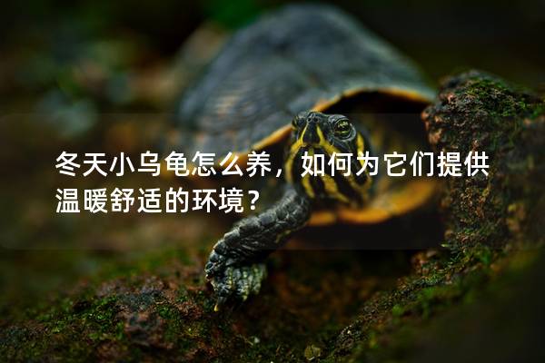 冬天小乌龟怎么养，如何为它们提供温暖舒适的环境？