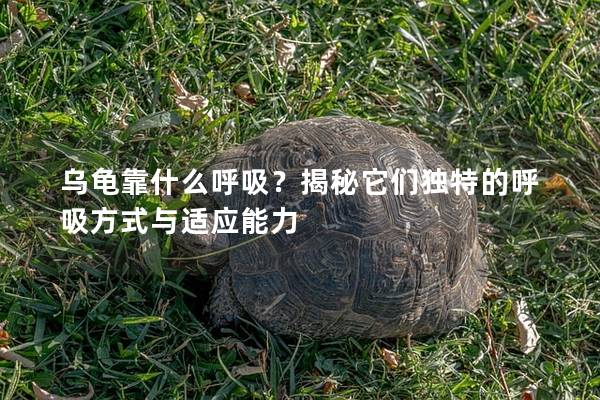 乌龟靠什么呼吸？揭秘它们独特的呼吸方式与适应能力