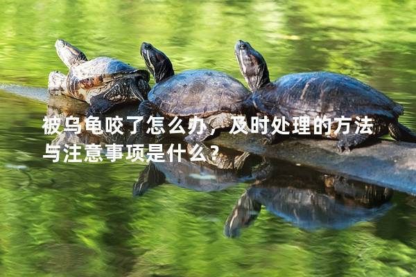 被乌龟咬了怎么办，及时处理的方法与注意事项是什么？
