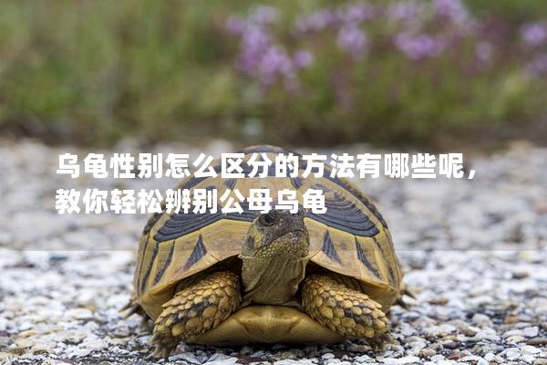 乌龟性别怎么区分的方法有哪些呢，教你轻松辨别公母乌龟