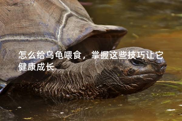 怎么给乌龟喂食，掌握这些技巧让它健康成长