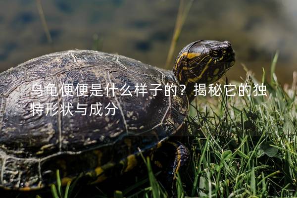乌龟便便是什么样子的？揭秘它的独特形状与成分