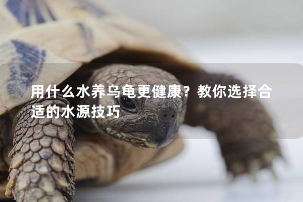 用什么水养乌龟更健康？教你选择合适的水源技巧
