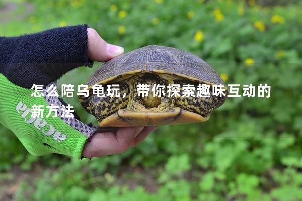 怎么陪乌龟玩，带你探索趣味互动的新方法