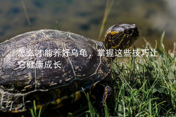 怎么才能养好乌龟，掌握这些技巧让它健康成长