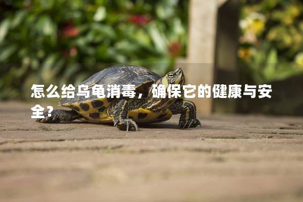 怎么给乌龟消毒，确保它的健康与安全？
