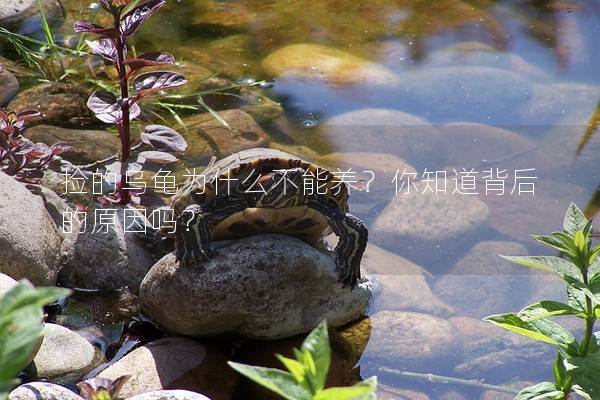 捡的乌龟为什么不能养？你知道背后的原因吗？